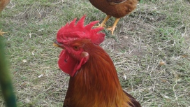 AVICULTURA DE CALIDAD